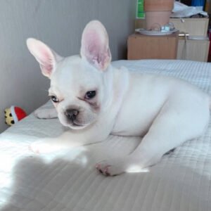 Französische Bulldogge Welpen