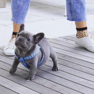 Französische Bulldogge Züchter Deutschland