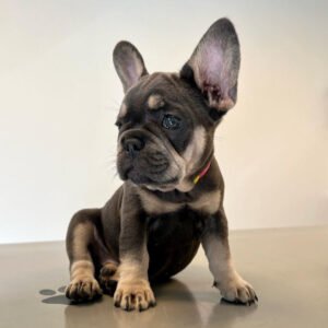 Französische Bulldogge kaufen