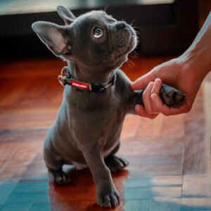 French Bulldog Welpen kaufen