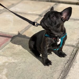 French Bulldog kaufen