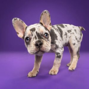 Französische Bulldogge Welpen kaufen