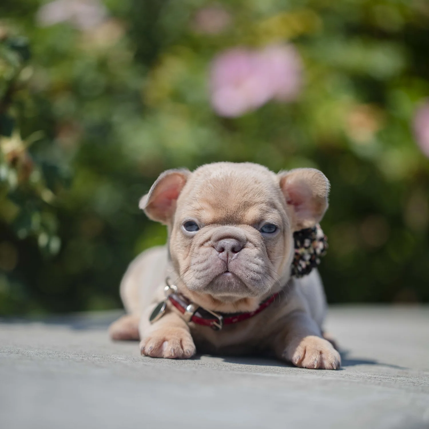 kaufen französische bulldogge welpen