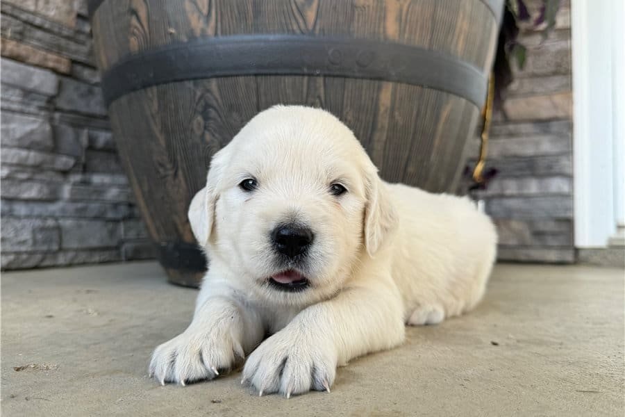 Gesunder Golden Retriever Welpe - Maja