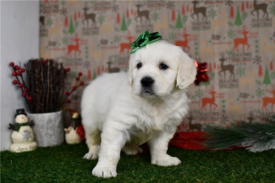 Golden Retriever Welpe im Garten - Bella