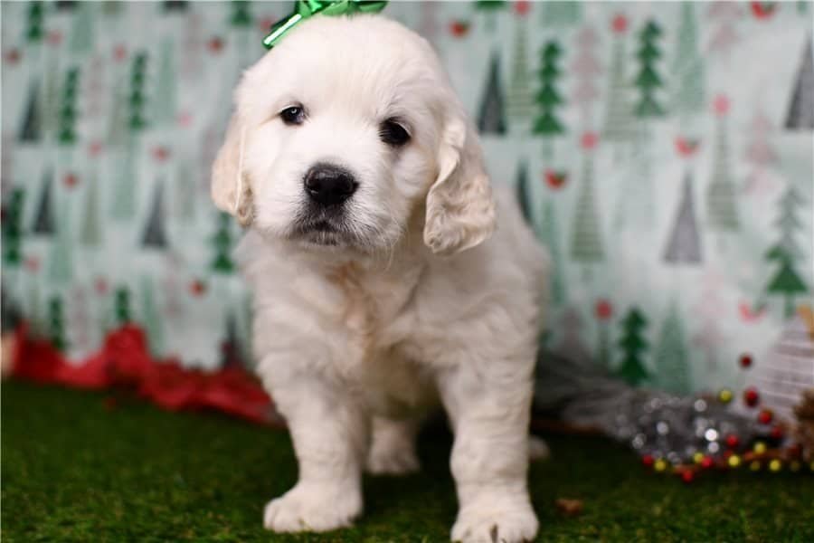 Golden Retriever Training - Cooper