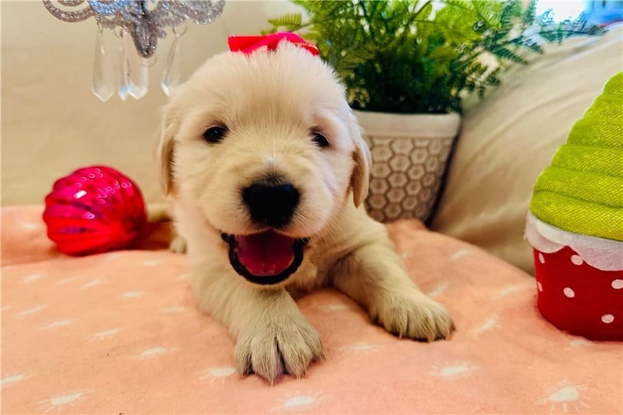 Golden Retriever Welpen kaufen - Nala