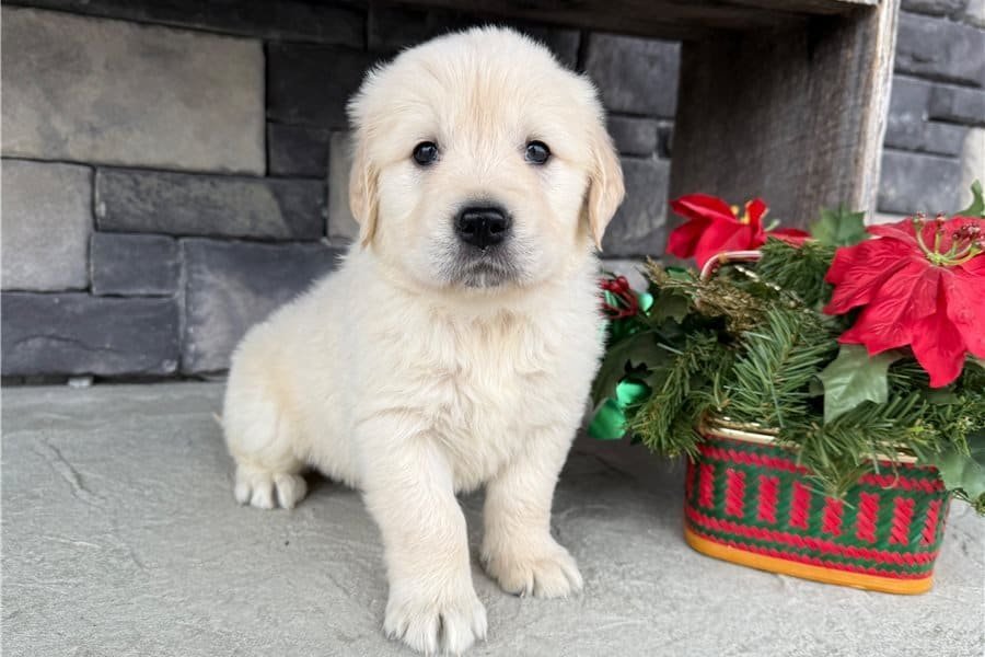 Golden Retriever Starterpaket - Max