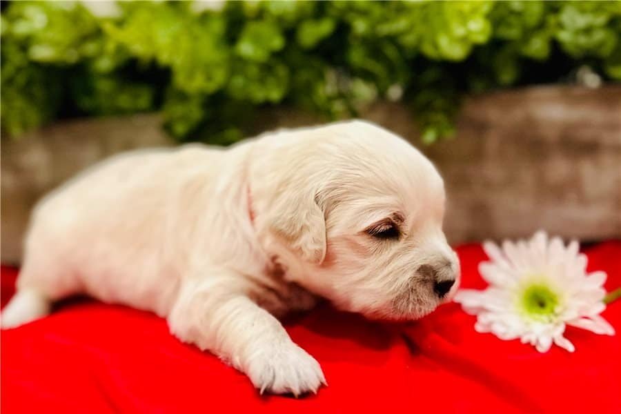 Seriöse Golden Retriever Zucht - Luna